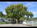 영대리 왕버드나무 썸네일 이미지
