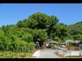 용현리의 느티나무 썸네일 이미지