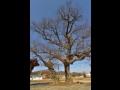 와촌리 기와말 왕버드나무 썸네일 이미지