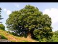 용암리 둥구나무제에 사용되는 느티나무 썸네일 이미지