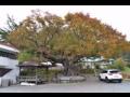 용암리 띠울마을 느티나무 전경 썸네일 이미지