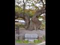 용암리 띠울마을 느티나무와 제단 썸네일 이미지