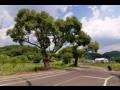 호탄리 버드나무 숲 썸네일 이미지