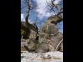 용암리 띠울 둥구나무제에 사용되는 느티나무 썸네일 이미지